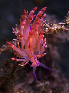 Flabellina sp. East of Dili, East Timor. by Doug Anderson 